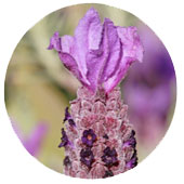 روغن-ماساژ-اسطوخدوس-صنوبر