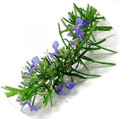 روغن-ماساژ-رزماری