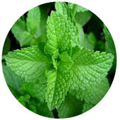 روغن-ماساژ-نعنا-فلفلی