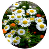 روغن-ماساژ-بابونه