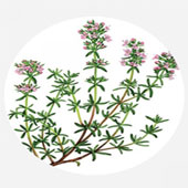 روغن-ماساژ-آویشن