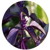 روغن-ماساژ-ریحان