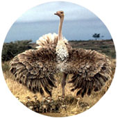 روغن-ماساژ-شترمرغ